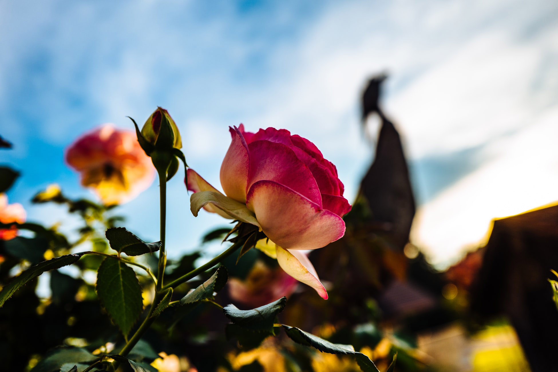 Ageing Gardening Roses